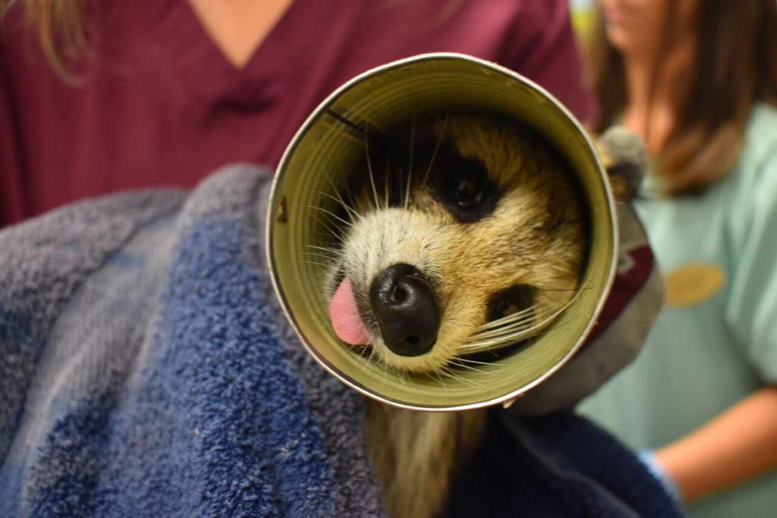 Raccoon Gets Head Trapped In Soup Can - The Dodo