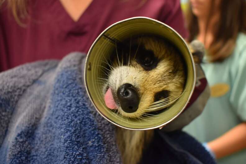 raccoon rescue