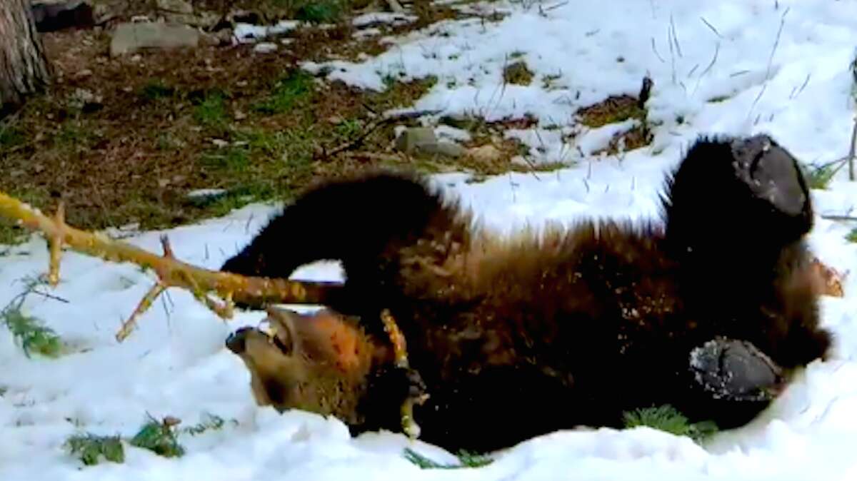 Rescued bear plays in the snow