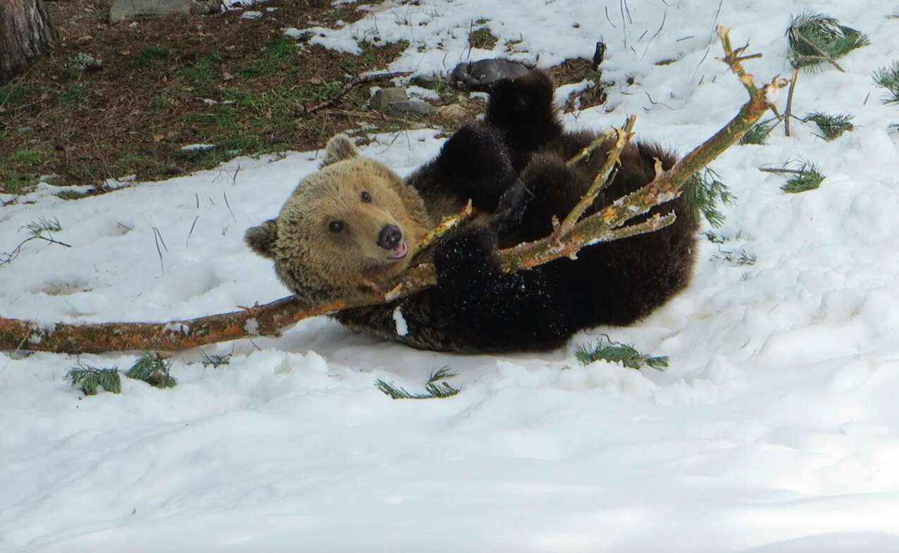 Rescued bear playing with log in the snow