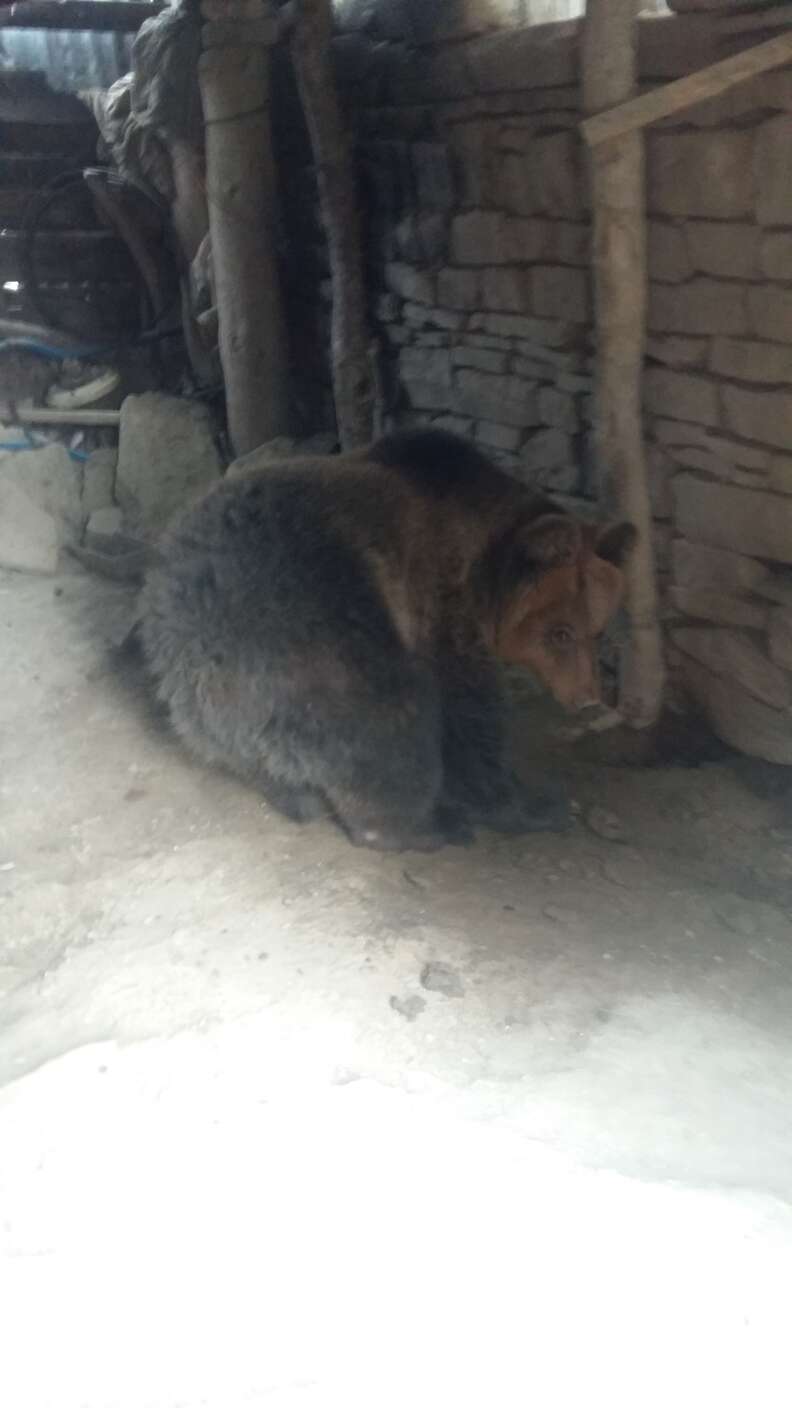 Bear kept as pet in Albania