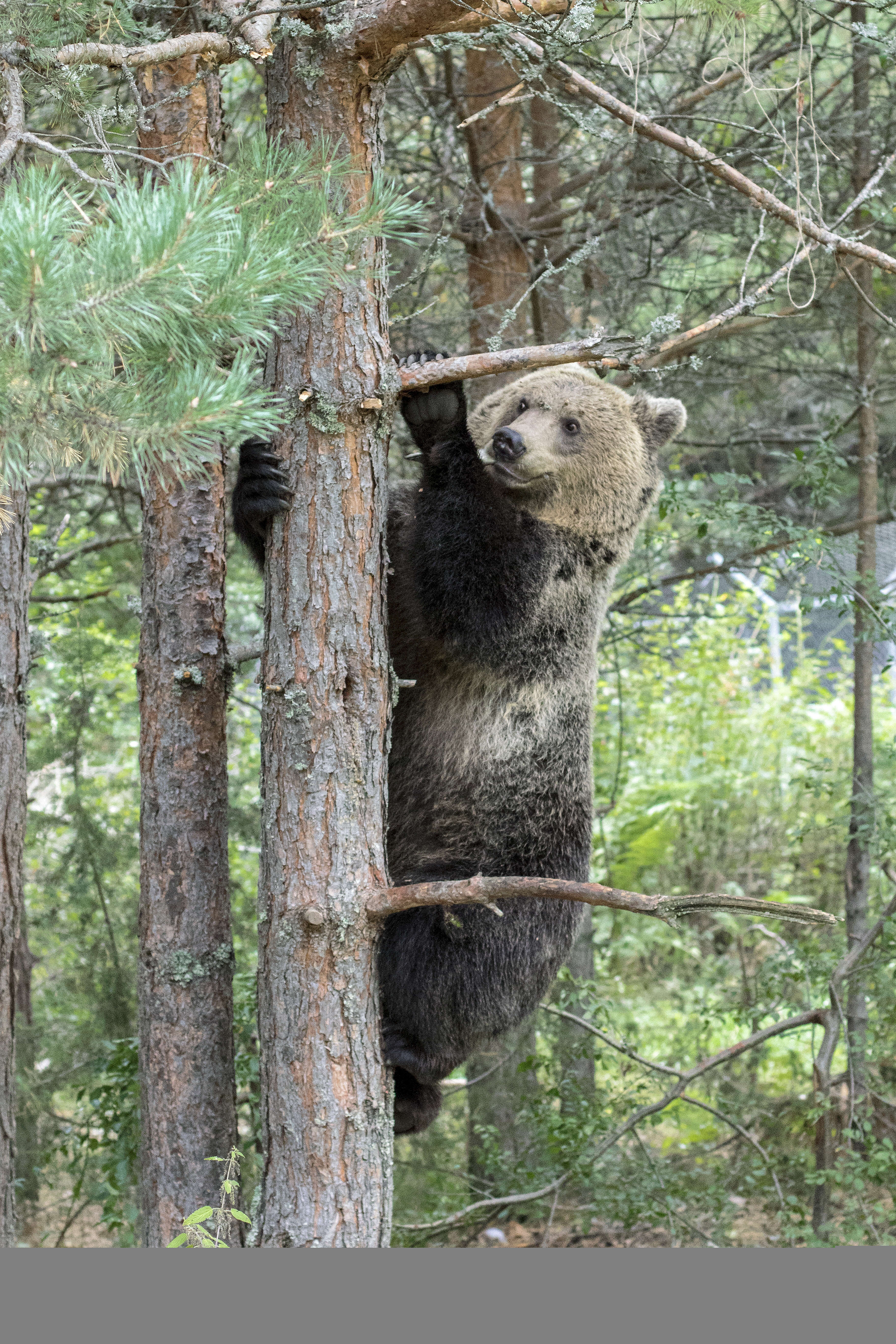 Rescued bear climbing tree at sanctuary