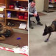 Police Dog Can't Quite Figure Out His New Winter Booties 