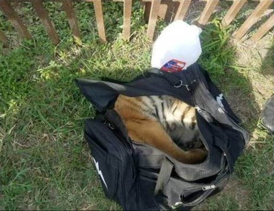 Tiger Cub Chained Outside Restaurant In Mexico City - The Dodo