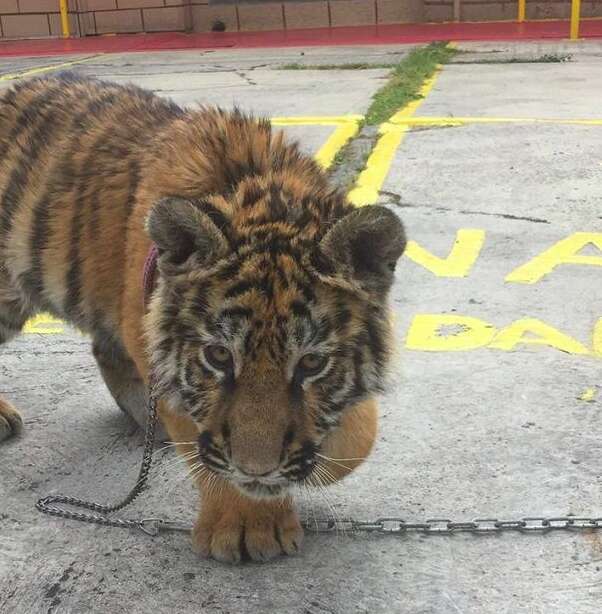 tiger rescue mexico