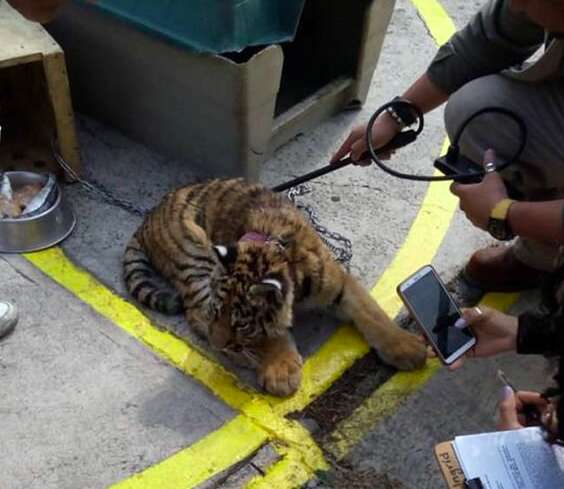 tiger rescue mexico