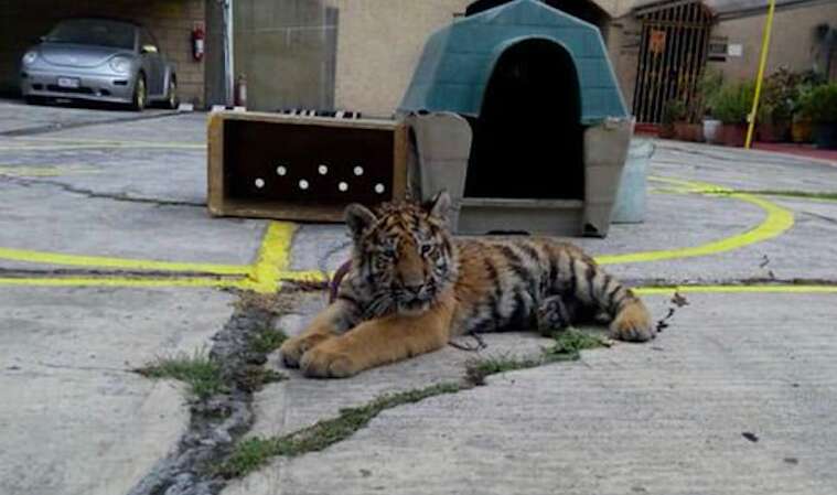 tiger rescue mexico