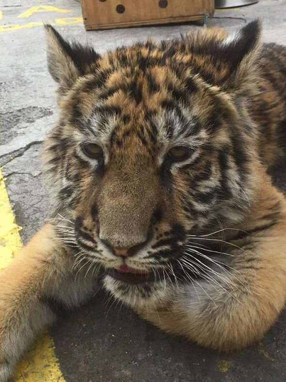 tiger rescue mexico 