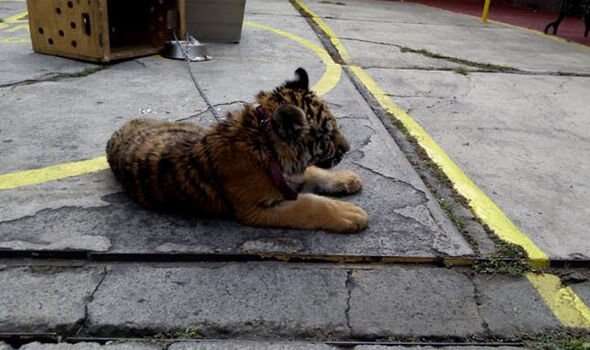 tiger rescue mexico