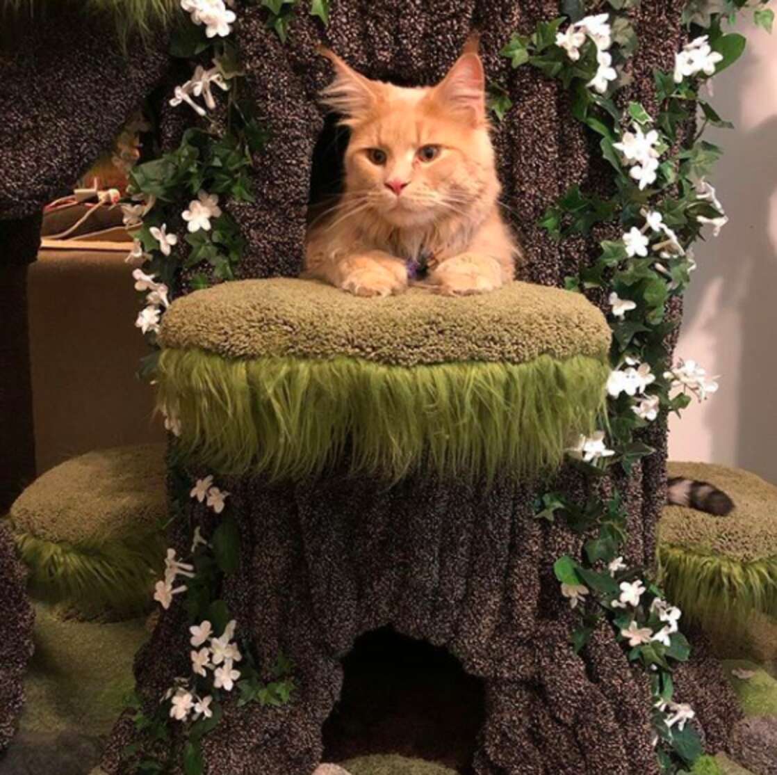 Family Of Cats Gets The Most Beautiful Cat Tree In The World - The Dodo