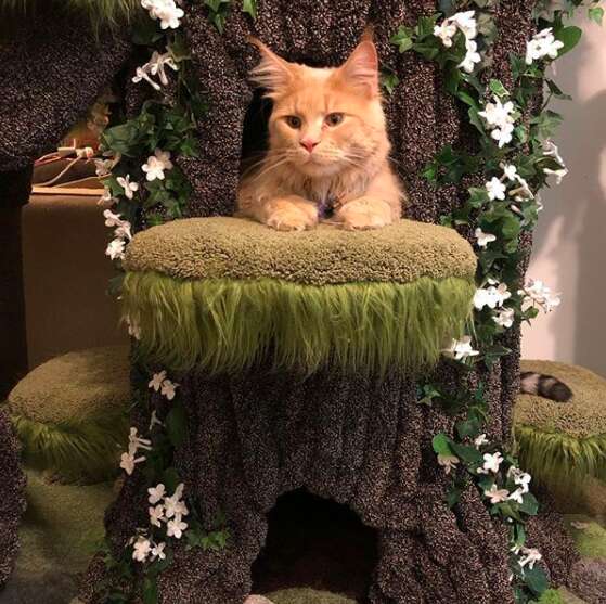 Enchanted shop cat tree