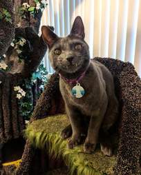 cat tree