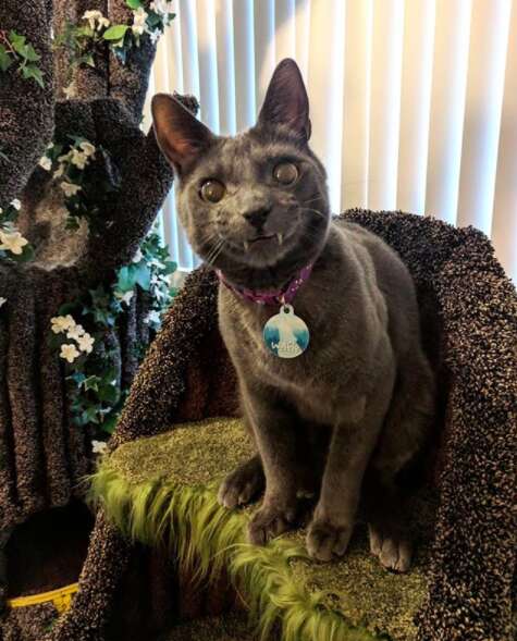 Hollywood sales cat tree