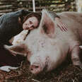 pig rescue