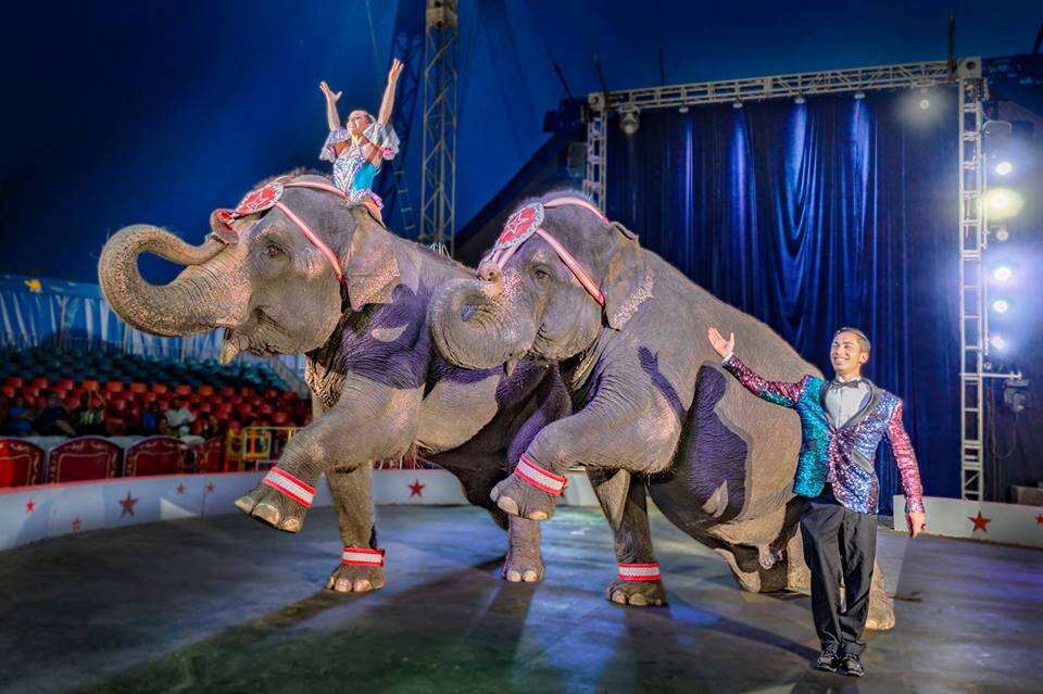 elephant circus performance