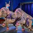 elephant circus