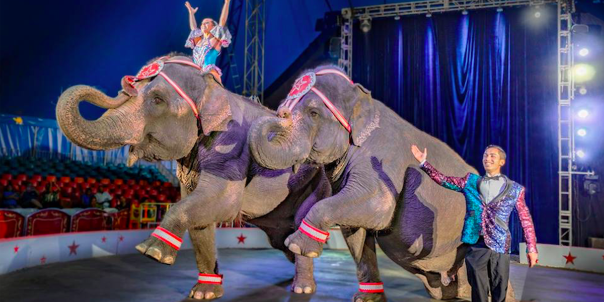 New Jersey Bans Animal Circuses - The Dodo