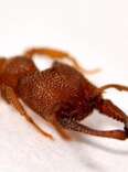Dracula ant, madibles, fastest animal movement