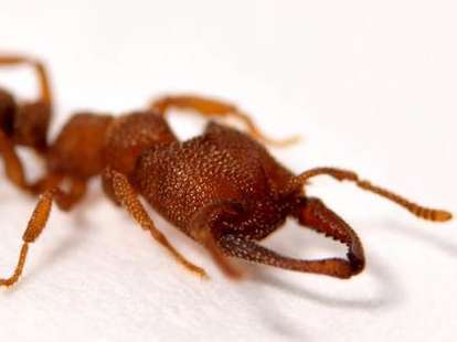 Dracula ant, madibles, fastest animal movement