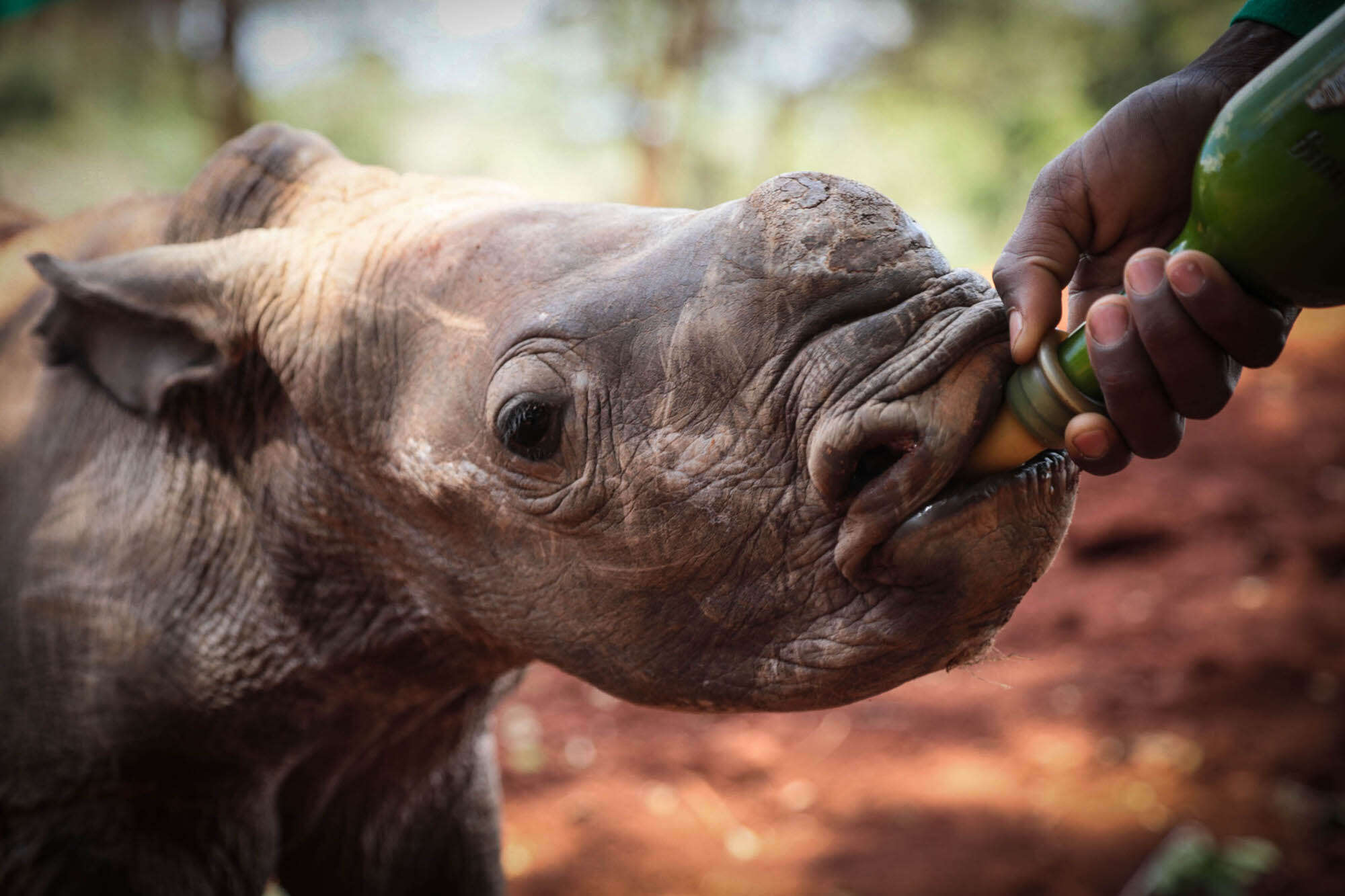 Baby rhino drinking milk from bottle