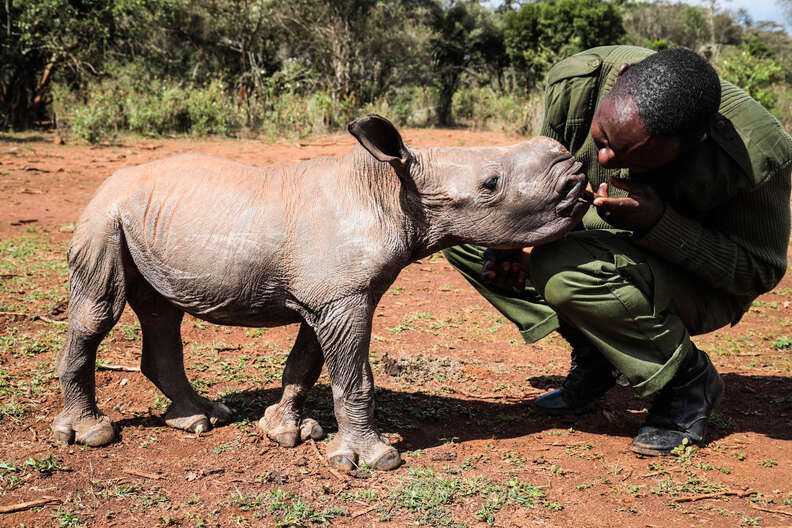 Keeper with baby rhino