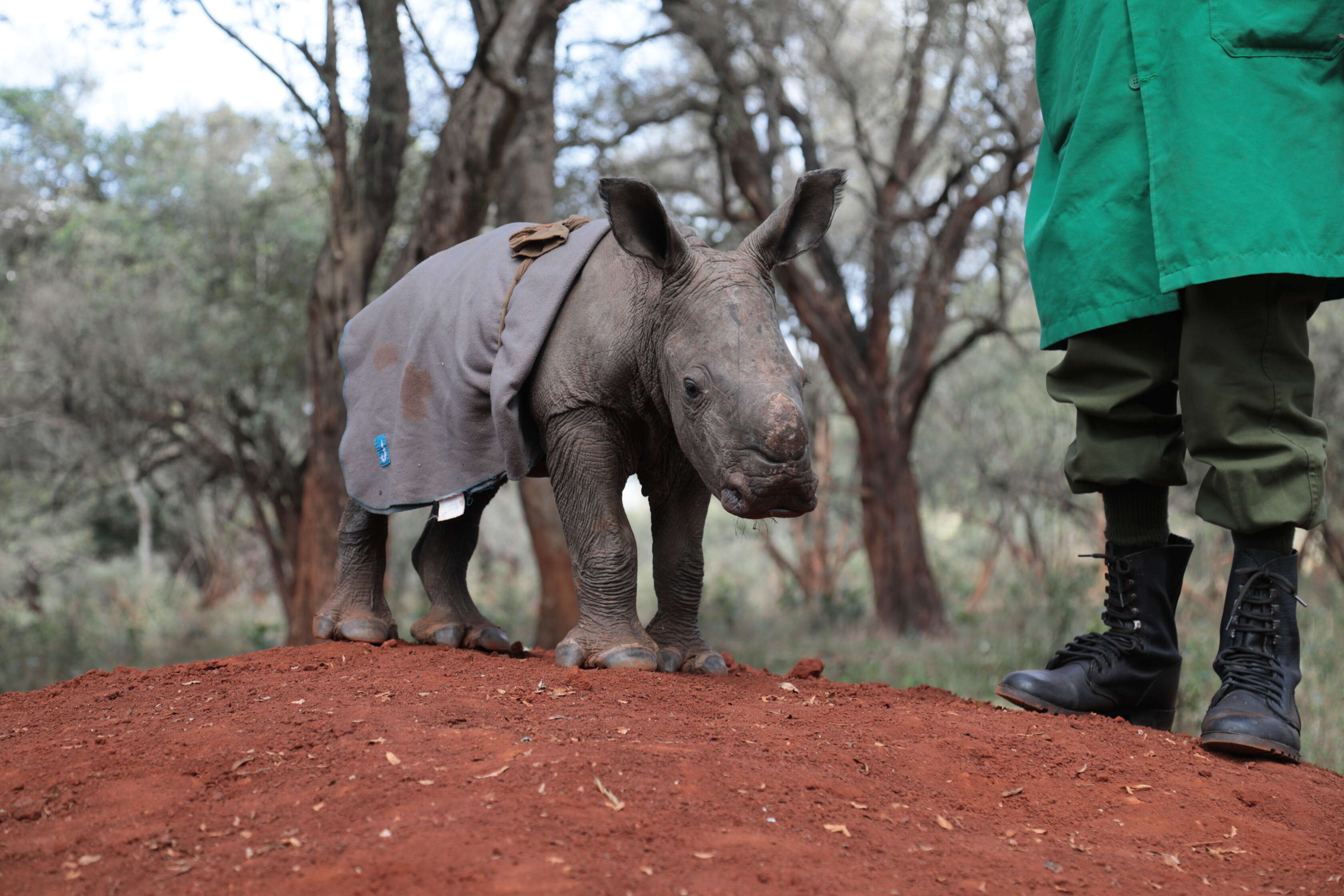 Baby rhino with blanket on her back