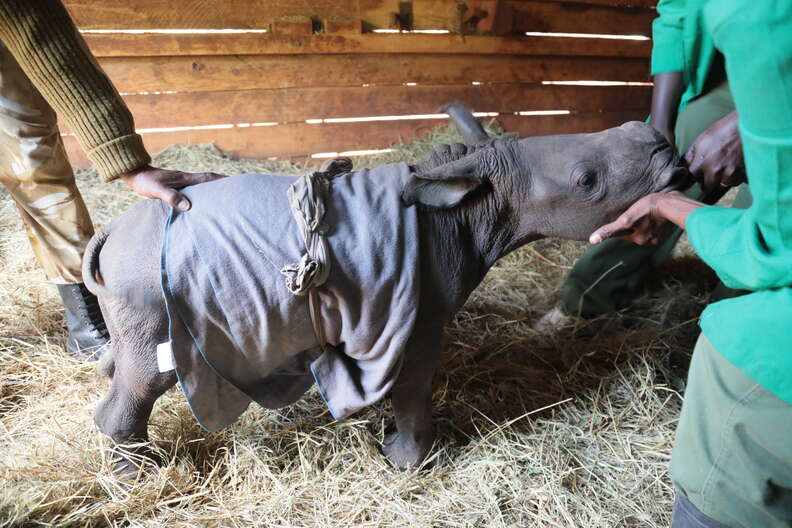 Keepers with baby rhino