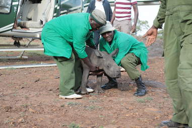 Rescuers ready to lift baby rhino into helicopter