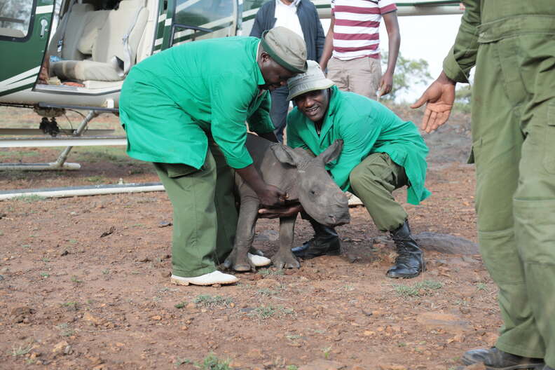 Rescuers ready to lift baby rhino into helicopter
