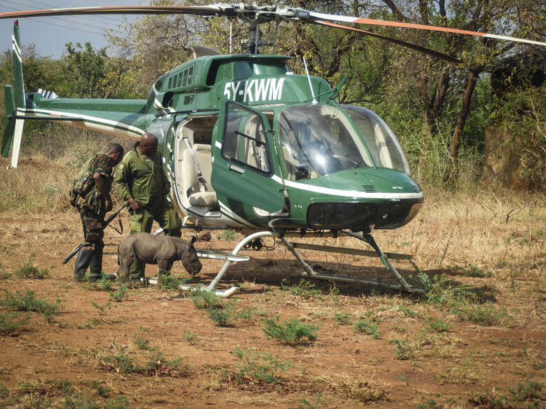 Rescuers with baby rhino