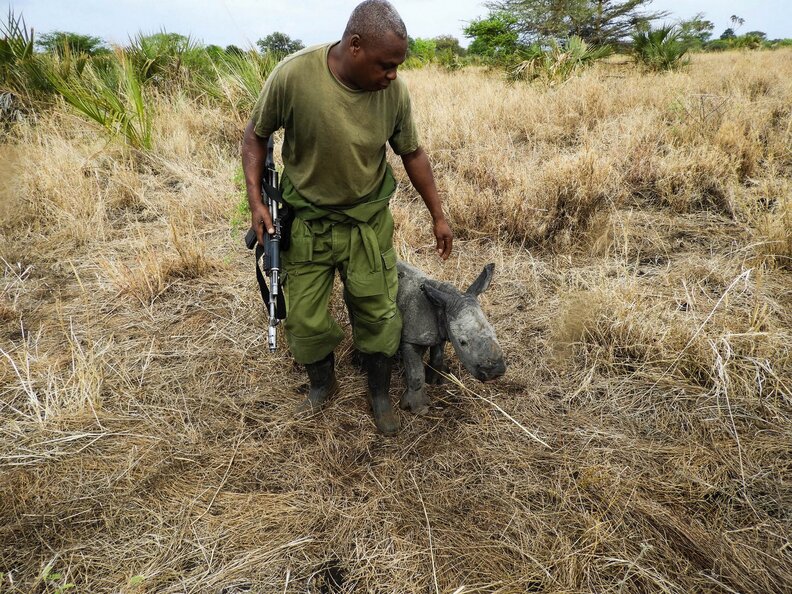 Ranger walking with baby rhino