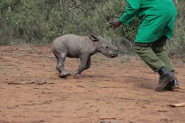 Baby rhino running toward keeper