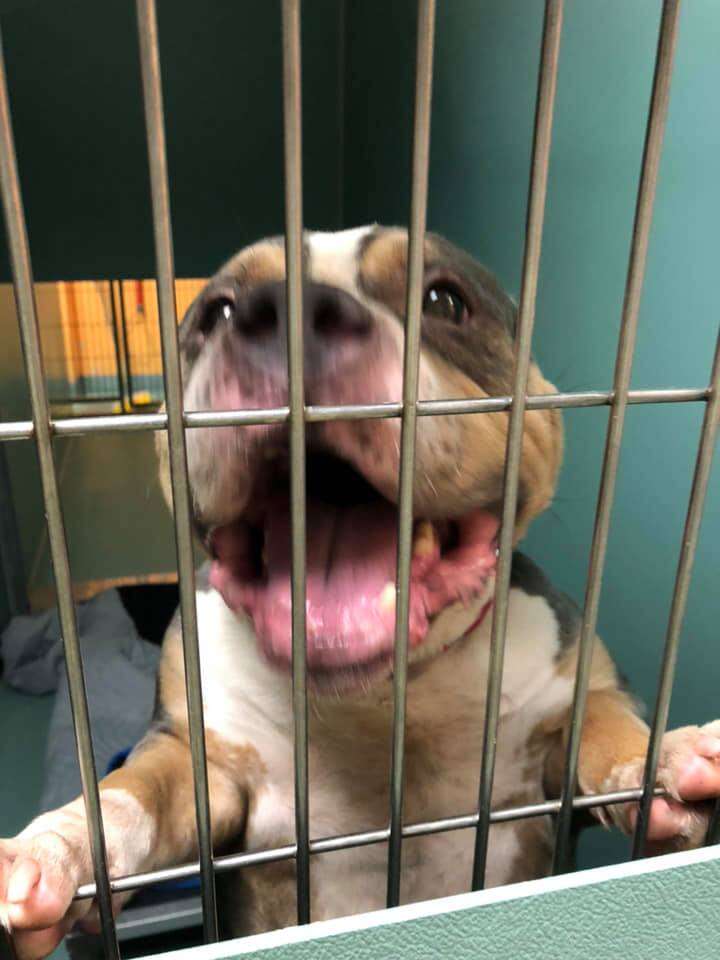 Pit bull mix standing against kennel door