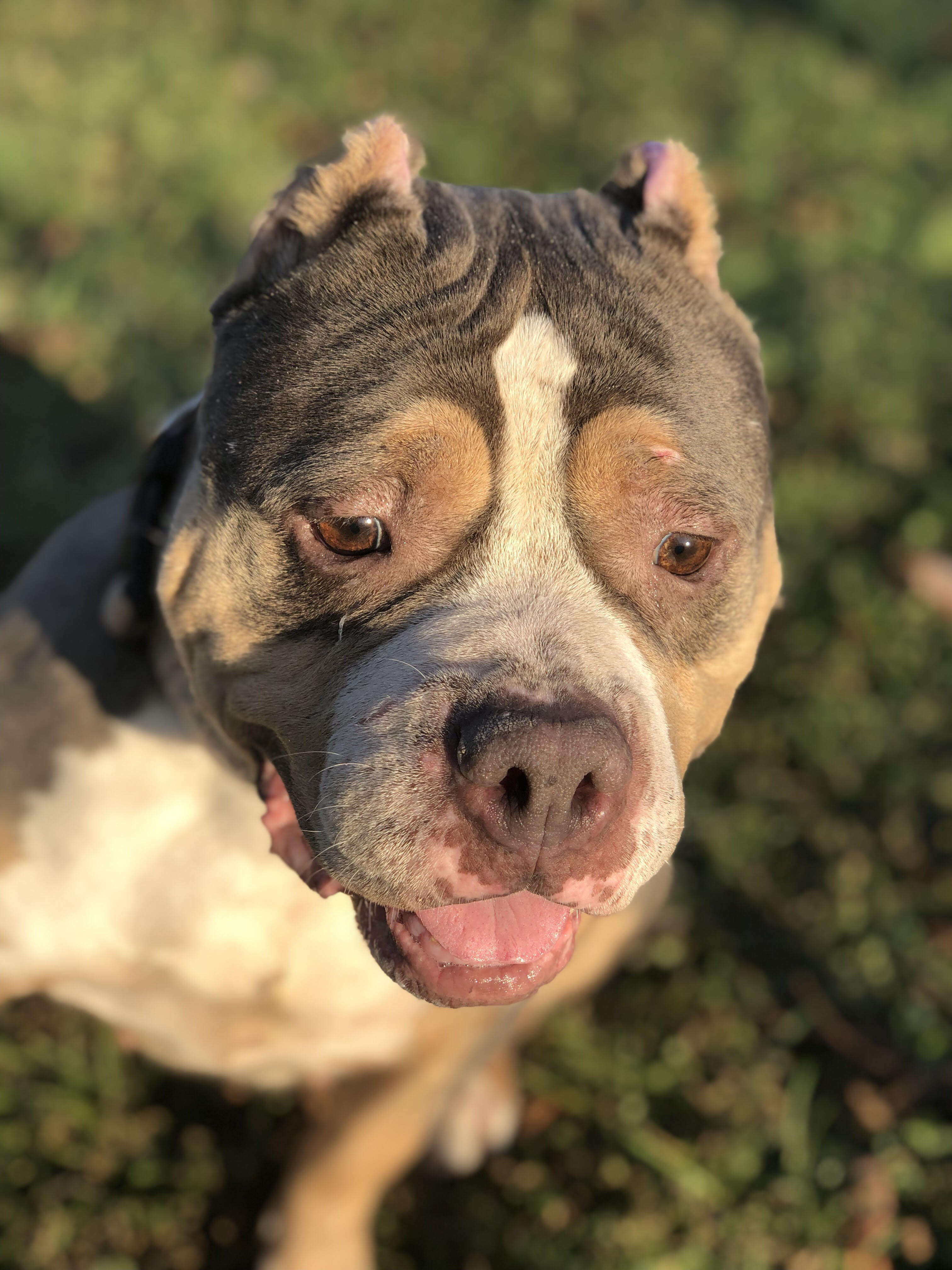 Closeup of rescued pit bull mix