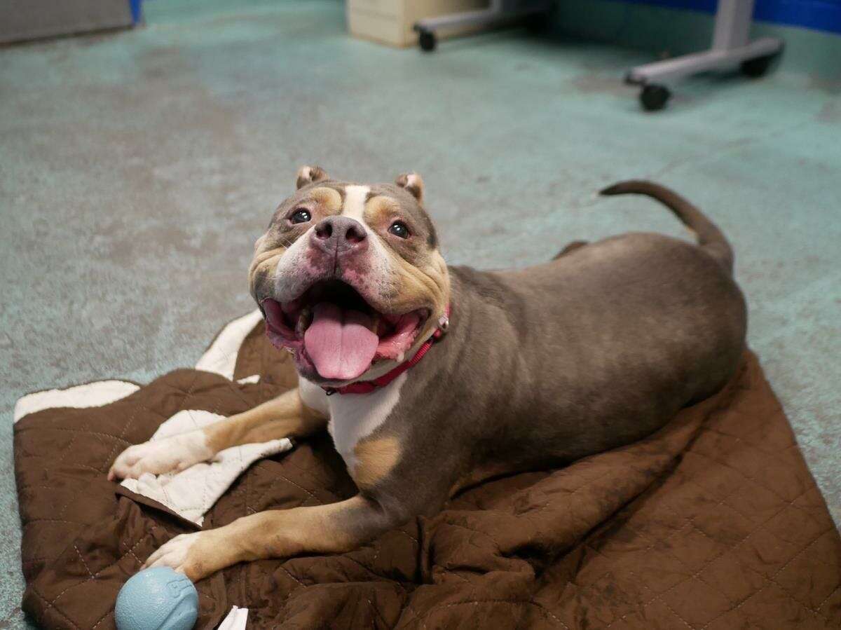 Pit bull mix lying in shelter kennel