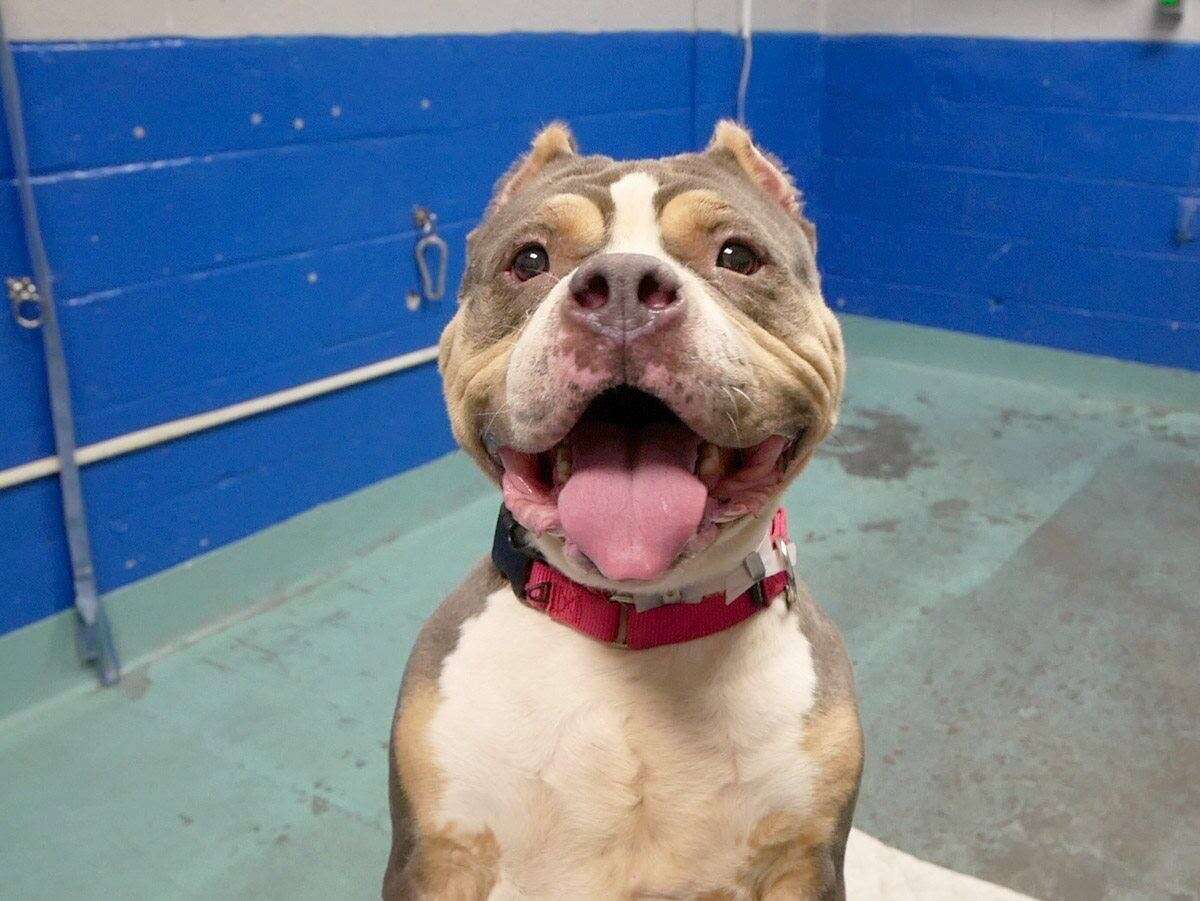 Pit bull mix standing in shelter kennel
