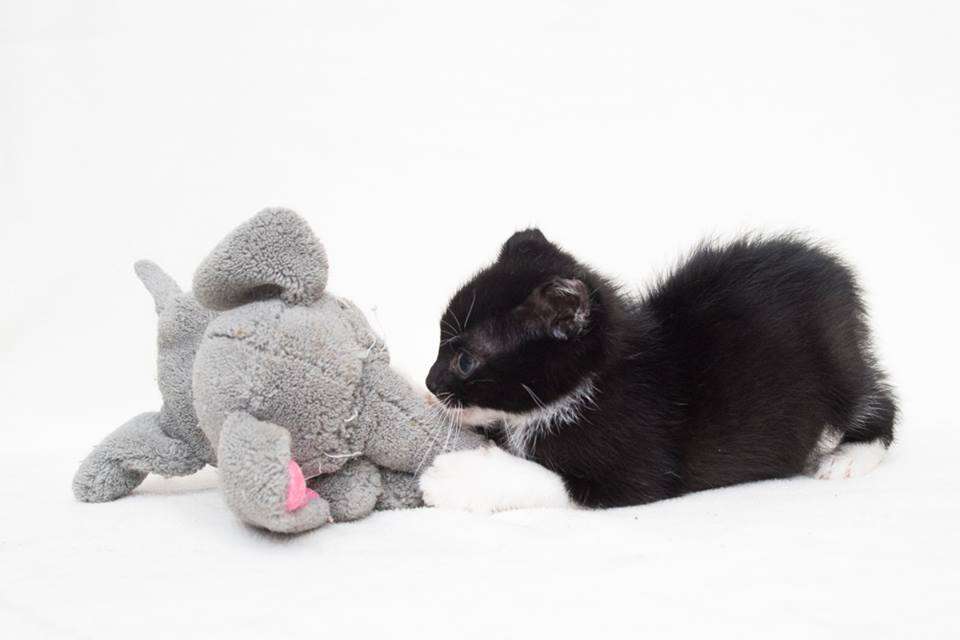 Kitten with stuffed elephant