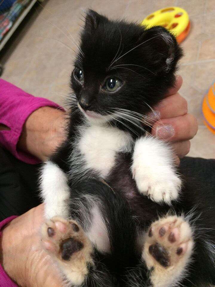 Rescued kitten being held in someone's hands