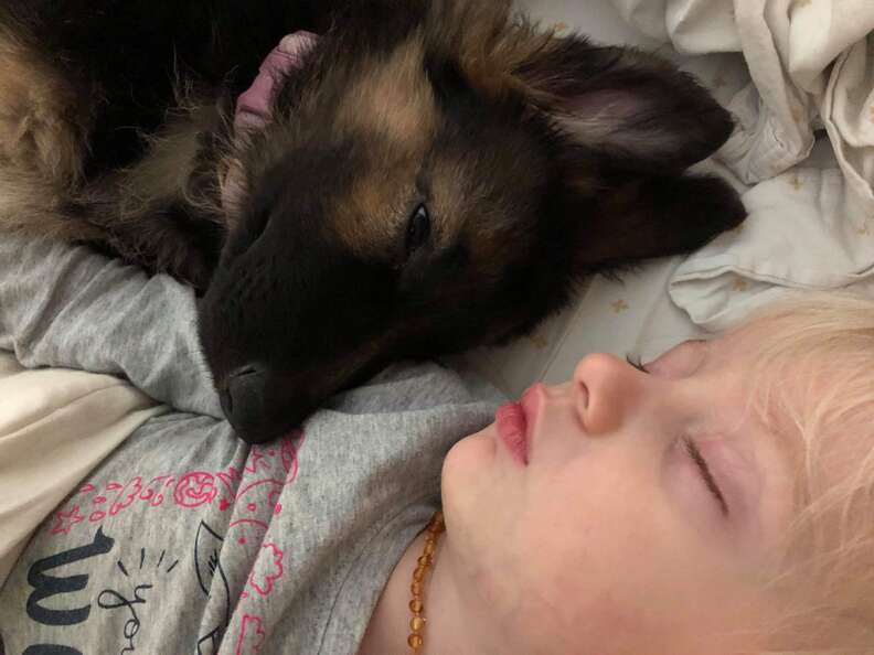 german shepherd and baby sleeping