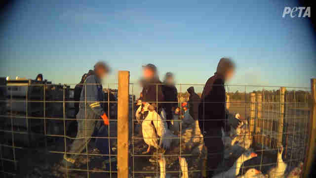 Animals Are Suffering To Make Popular Canada Goose Jackets Animals Are Suffering To Make Popular Canada Goose Jackets