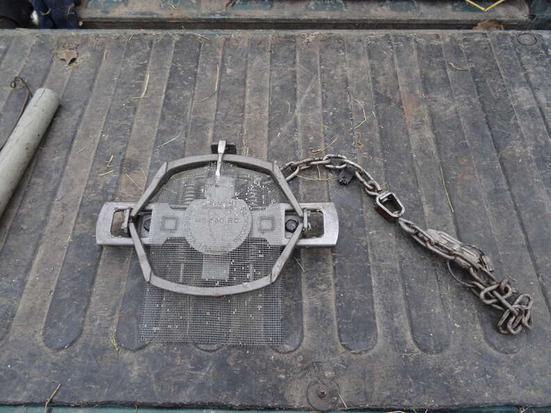 padded leghold trap