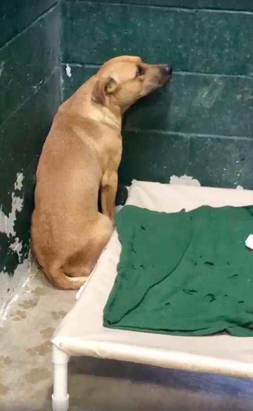 Cody the dog is terrified in the shelter