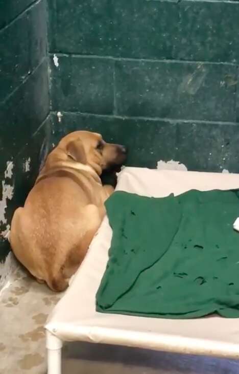 Cody tries to hide in his animal shelter kennel