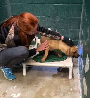 Cody the dog surrendered for eating trash in the shelter