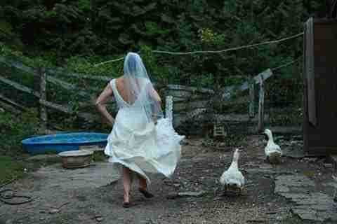 Bride feeding her rescued animals at farm sanctuary in Ontario
