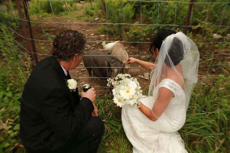 Bride and groom with rescued pigs
