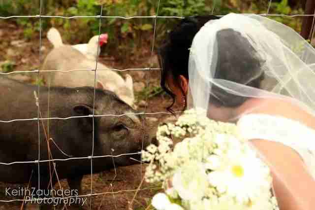Bride with her rescued pigs