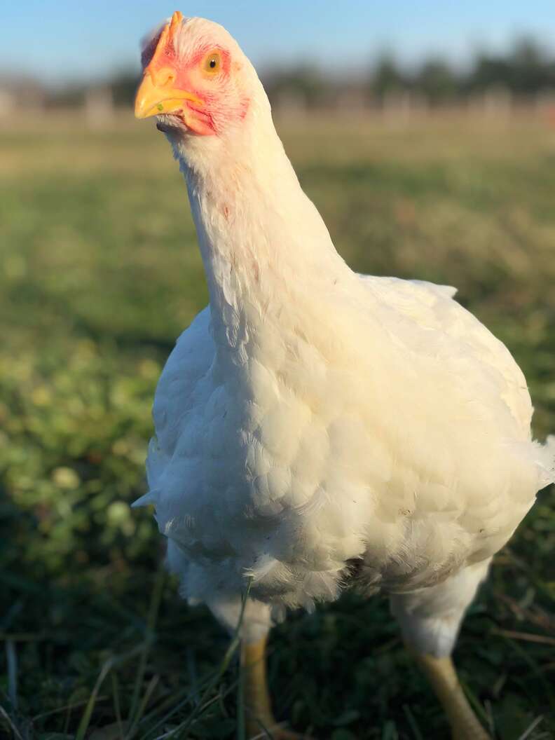 Rescued hen at sanctuary