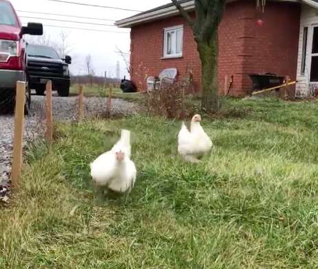 Rescue hens happily come running to rescuer at sanctuary