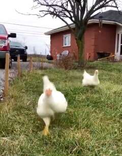 Rescue hens happily come running to rescuer at sanctuary